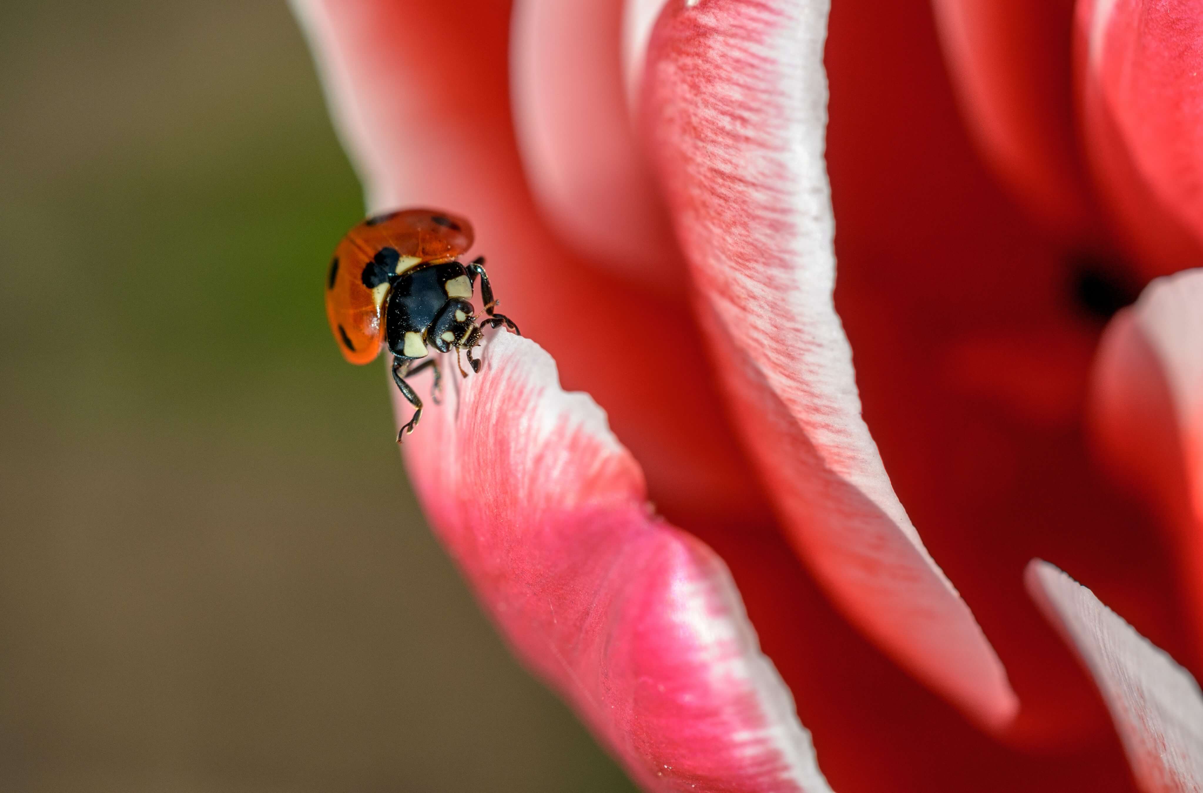 Makrofotografie: die besten Tipps & Tricks für Nahaufnahmen