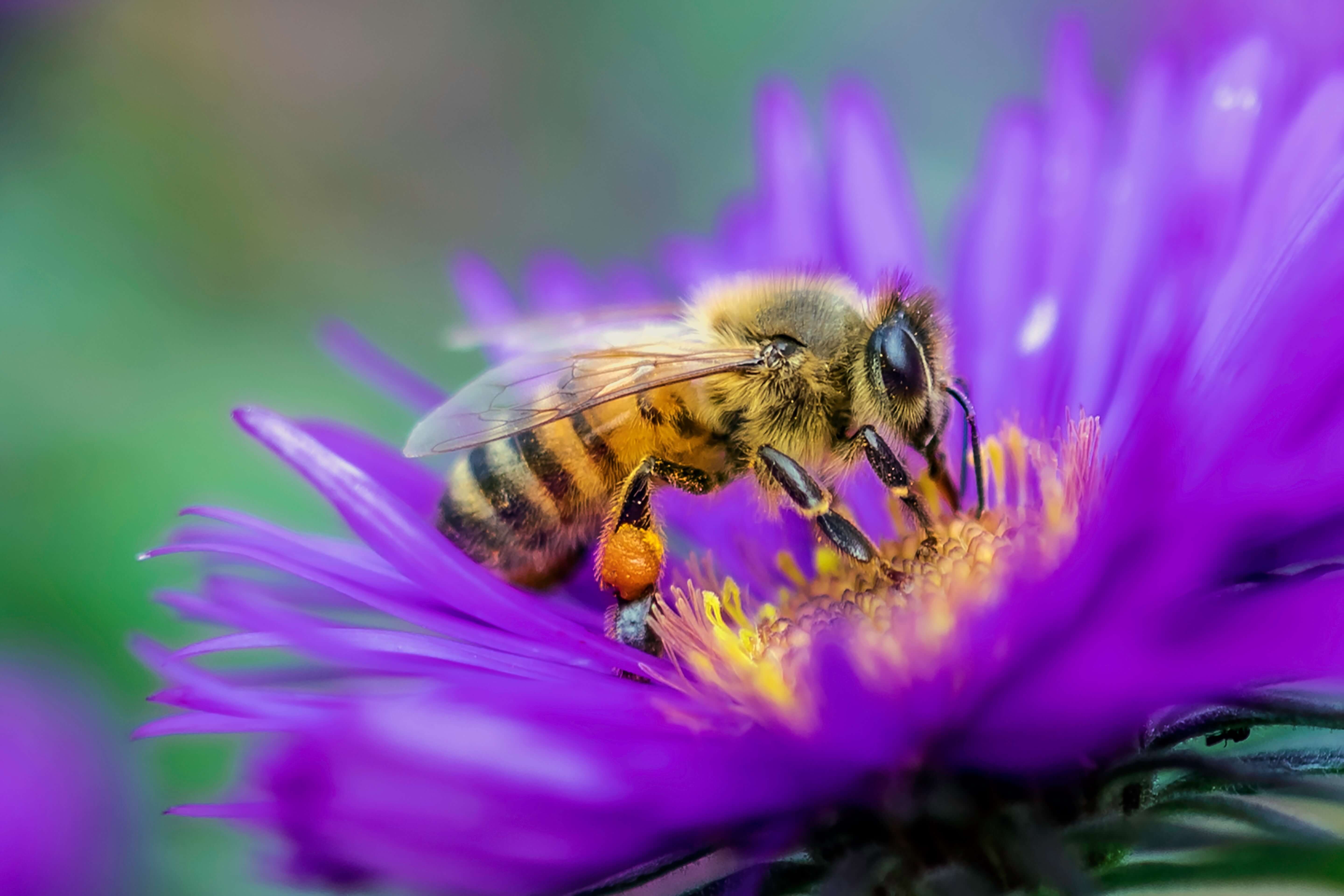 Fotowettbewerb Faszination Wildbiene