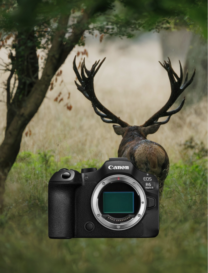 kamera, DSLR, Canon, Spiegelreflexkamera, Objektivwechsel, Geweihträger?, Hirsch, Tiermotiv, Wildlife, Gehäuse