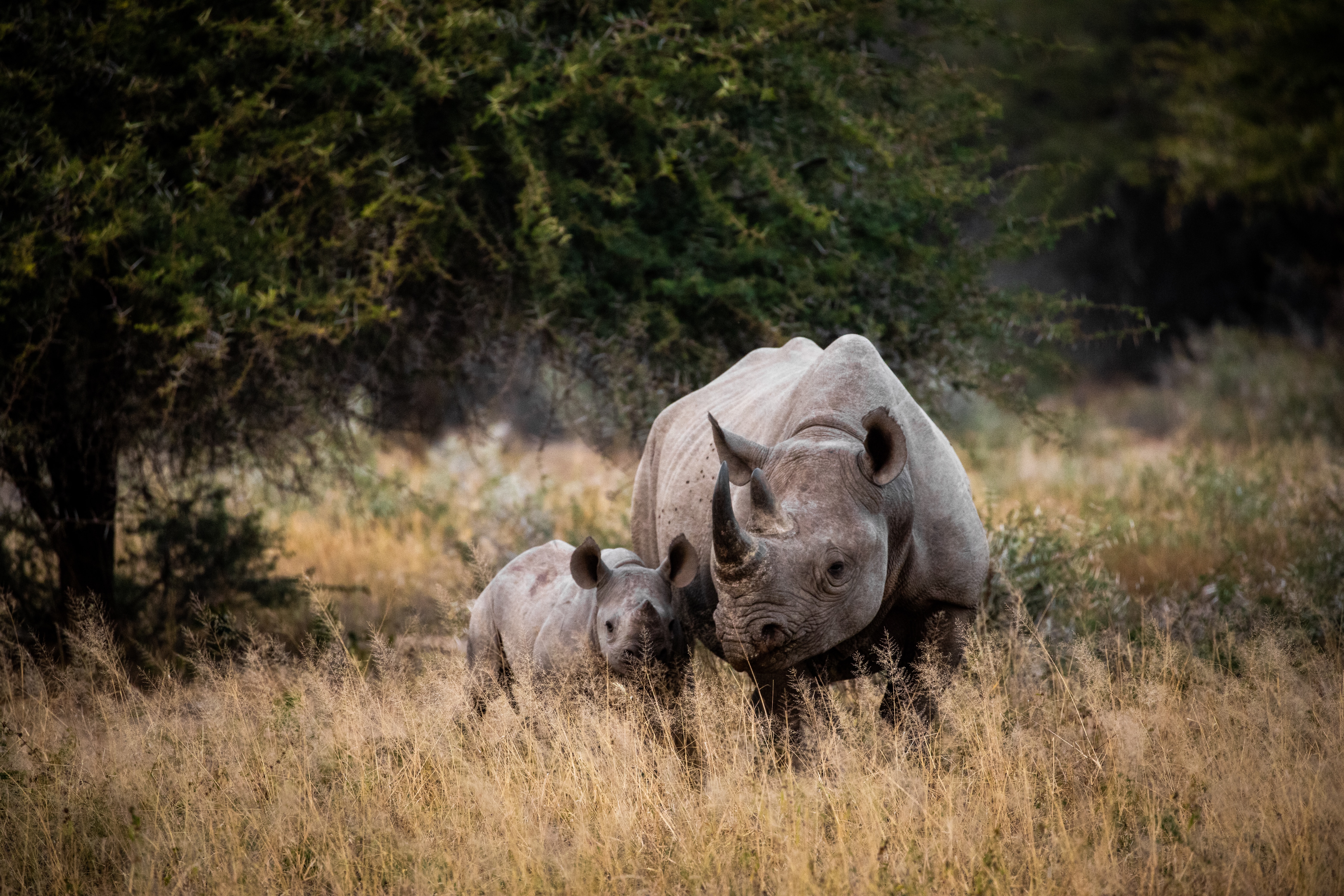 Wildlife-Fotografie - Die besten Tipps für Einsteiger