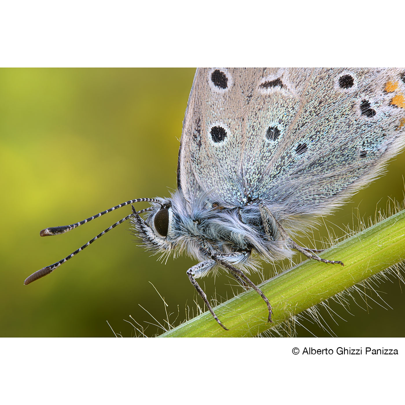 Laowa 90mm 2.8 2X Ultra-Macro APO für Nikon Z