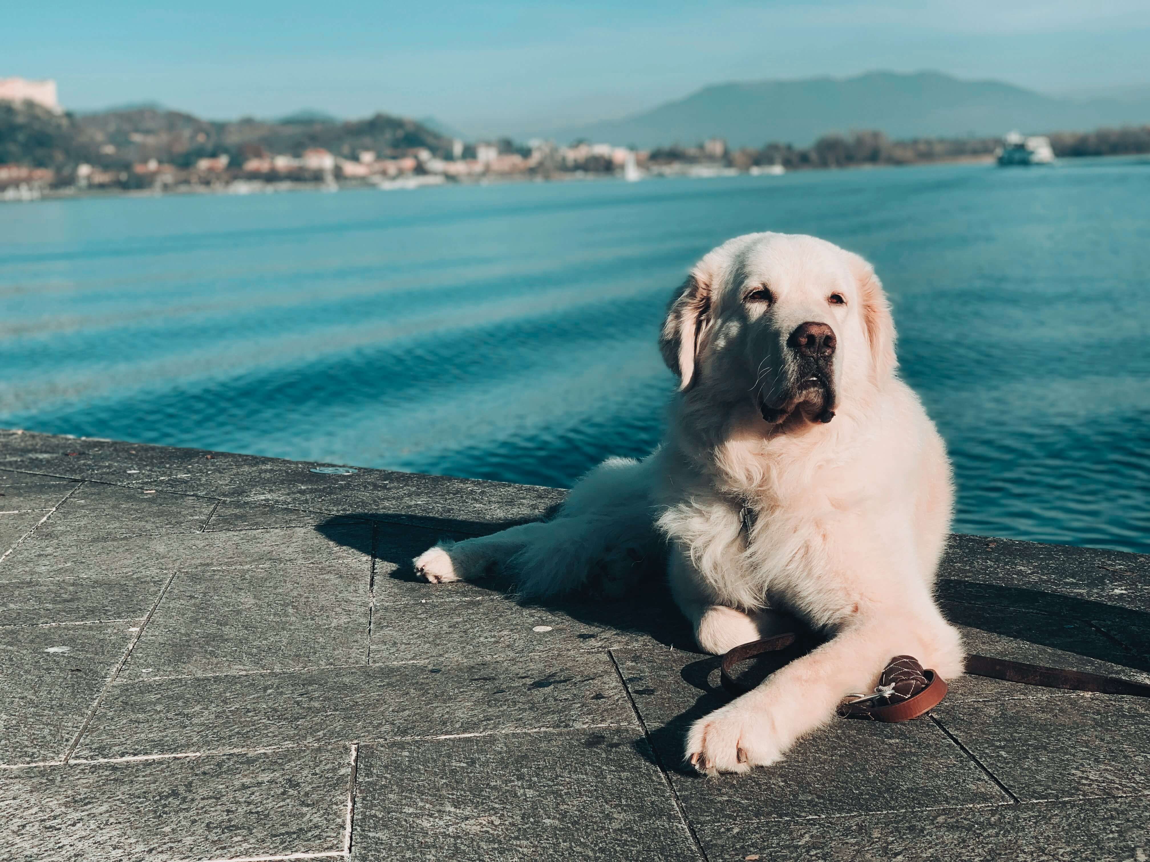 Hunde fotografieren lernen - die besten Tipps für die Hundefotografie
