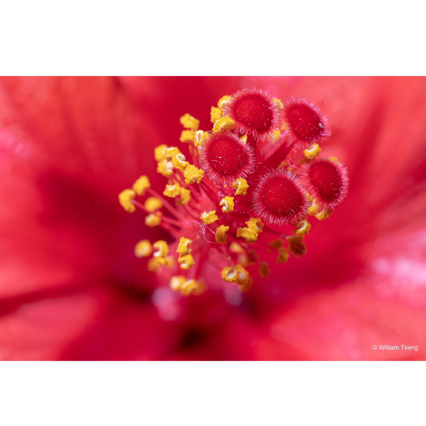 Laowa 65mm 2.8 Ultra Macro APO für Canon RF (APS-C)